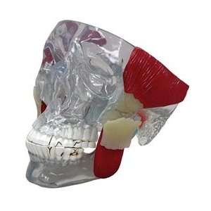 TMJ Clear Skull with Muscles:  Industrial & Scientific