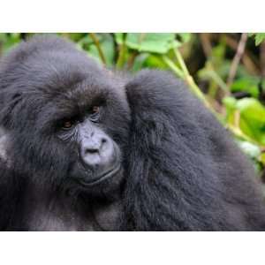 Female Mountain Gorilla Volcanoes National Park, Rwanda, Africa Animal 