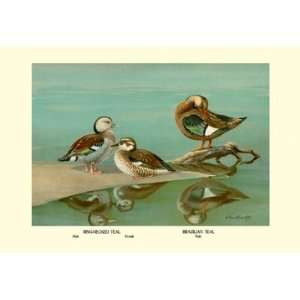  Ring Necked and Brazilian Teals: Home & Kitchen