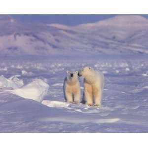 Polar Bears   Poster (20x16)