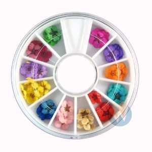   Flowers 12 Colors Bundle Set in Wheel   Ready to Use by Winstonia