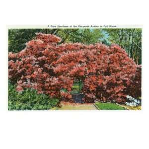  Galveston, Texas   View of a Enormous and Gorgeous Azalea 