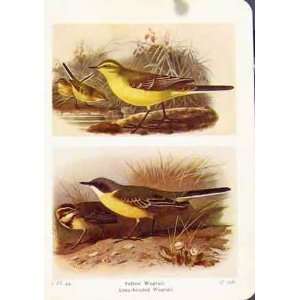  Blue Headed Wagtail Grey Yellow Antique Print Fine Art 