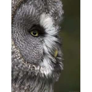 Portrait of a Great Grey Owl (Strix Nebulosa), Captive, United Kingdom 