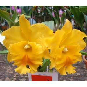   Orchid Plant Blc Haadyai Delight Pot Pack MEDIUM Patio, Lawn & Garden