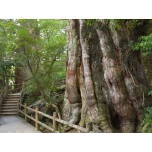 Kigensugi Giant Sugi Cedar Tree, Estimated to Be 3000 Years Old, Yaku 
