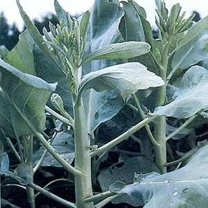 1Package~10 Gram. Chinese Kale : 3800 vegetable seeds  