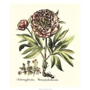  Basilius Besler   Framboise Floral III GICLEE Canvas: Home 