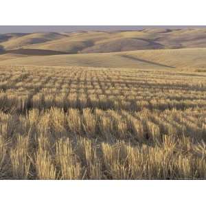 Harvested Wheat Field in the Palouse, Washington, USA Premium 