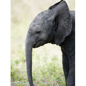 Close Up of an African Elephant Calf in a Forest, Tarangire National 