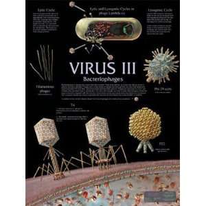 SciEd Virus Wall Charts; Bacteriophages Chart:  Industrial 