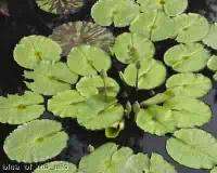   Nymphaea TROPICAL ASIA Water Lily ~ 10 seeds~FABULOUS GIFT  