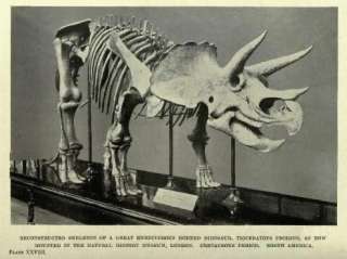 PALAEONTOLOGY Fossils Dinosaurs & Animals Of The Past  