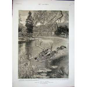  1892 Deer Stalking Nipissing Country Ontario Canada Art 