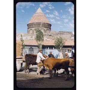   ,cattle,tombs,Maynard Williams,Erzurum,Turkey,1953: Home & Kitchen