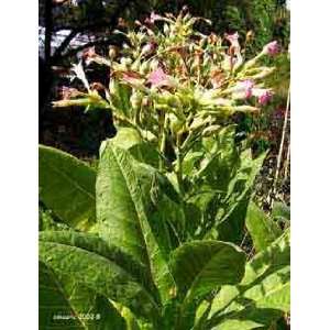  Heirloom Little Crittenden Tobacco Plant Seeds Patio, Lawn & Garden