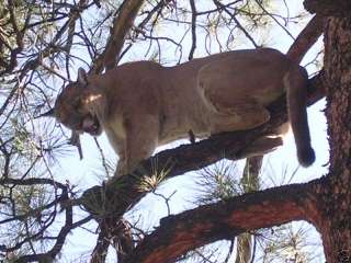 MOUNTAIN LION HUNT IN NEW MEXICO GILA WILDERNESS  