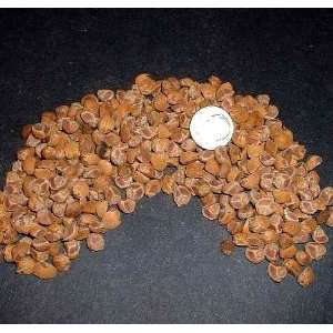   Woodrose HBWR Argyreia nervosa Seeds (10.8 Grams) 