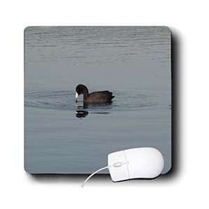   Beverly Turner Photography   American Coot   Mouse Pads Electronics
