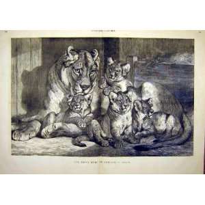   Lion Cubs Family Animal Beast French Print 1881: Home & Kitchen