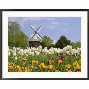 Mi, Holland Tulip Festival, Windmill and Flowers Framed Photographic 