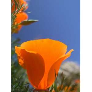  Poppies in Spring Bloom, Lancaster, California, USA 