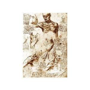   Leonardo Da Vinci   Drawing Anatomical Studies Giclee