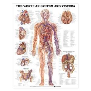  Human Vascular System and Viscera Anatomical Chart 