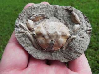 Washington Fossil Crab Oligocene Crab JUST BEAUTIFUL   