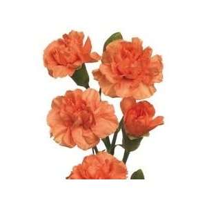  Orange   Mini Carnations   160 stems: Arts, Crafts 