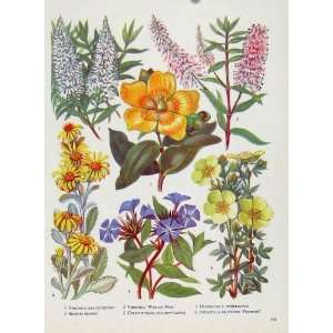  Veronica Senecio Hypericum Plant Flower Old Print Color 