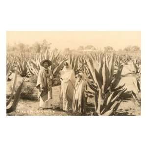   on Maguey Plantation, Mexico MasterPoster Print, 12x18