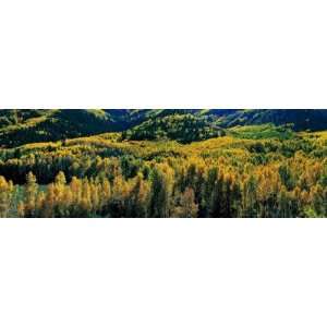  Autumn Aspens, Colorado, USA by Panoramic Images , 20x60 