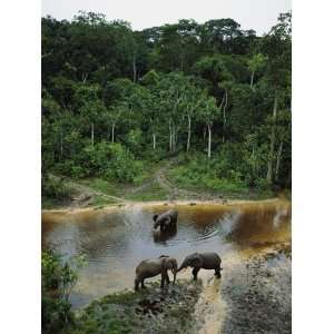  Three Male Forest Elephants Quench Their Thirst in the 
