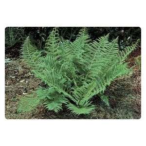  Toothed Wood Fern 3 roots Patio, Lawn & Garden