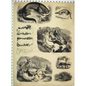   Otter Hunting Cairn Teeth Cave Dogs Man Gun Old Print: Home & Kitchen