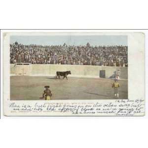   Entrance of the Bull, Mexican Bull Fight 1902 1903