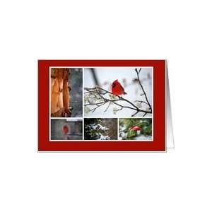 Winter Scenes Cardinal Collage  Blank Card