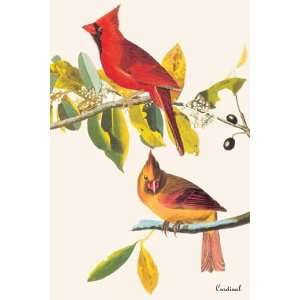  Cardinal   Poster by John James Audubon (12x18): Home 