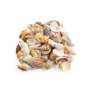 Sea Shells   Medium 1lb.