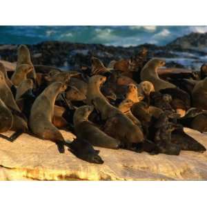 Pod of Cape Fur Seals (Arctocephalus Pusillus) Basking on Rocks in the 
