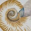 Litografía de 1820 Swainson. Cono Shell de armiño. 2