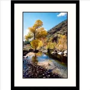  Yellow Tree Sabino Canyon, Tucson, Arizona Framed 