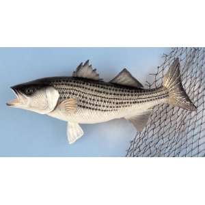  Land & Sea 18 Striped Bass Wall Plaque: Home & Kitchen