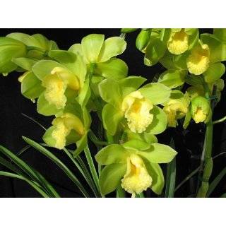 Cymbidium Via Verde Dawn Lime Delight orchid blooming size in 3.5 