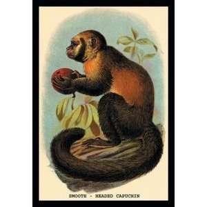  Smooth Headed Capuchin   Paper Poster (18.75 x 28.5 
