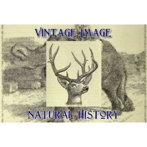   Magnet Vintage Natural History Image Head of Mule Deer: Home & Kitchen