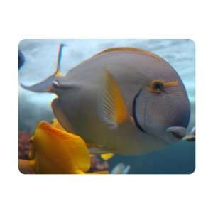  Brand New Fish Mouse Pad Beautiful: Everything Else