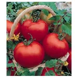  Cal Ace Tomato   20 Seeds   Disease Resistant Patio, Lawn 