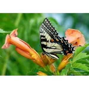  Butterfly an Original Nature Print
